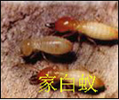 供应东莞白蚁防治、灭白蚁杀白蚁灭臭虫